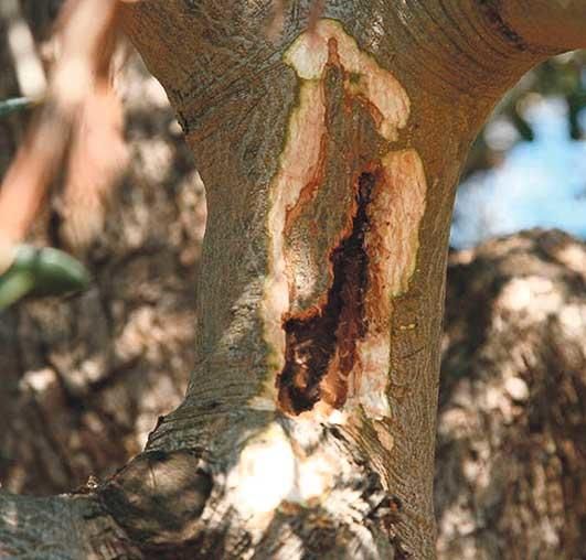 La 'xylella fastidiosa' se expande en Mallorca