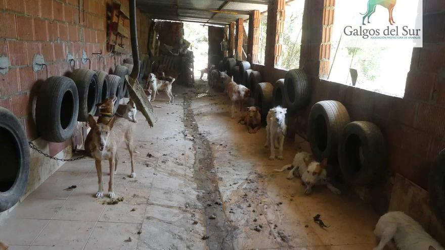 Galgos del Sur denuncia la “inoperancia del sistema judicial” con el caso de los 60 perros de caza de 2021