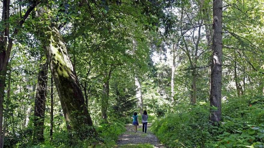 Un bosque exótico en el corazón de la ciudad