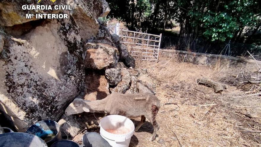 Dos investigados por abandonar ovejas sin agua y heridas y otro por tirar a un perro a una cuneta