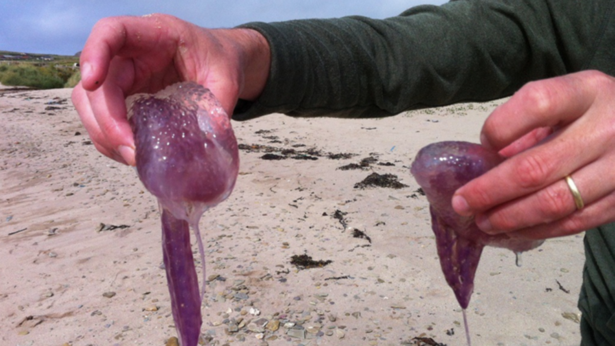 El calentamiento del Mediterráneo favorece la aparición de medusas