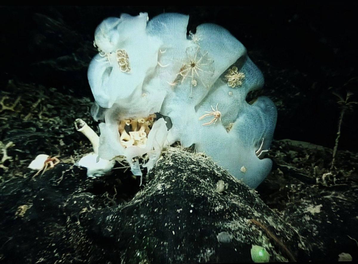 Rosellidae encontrado en la campaña del IEO en los montes submarinos de Canarias.