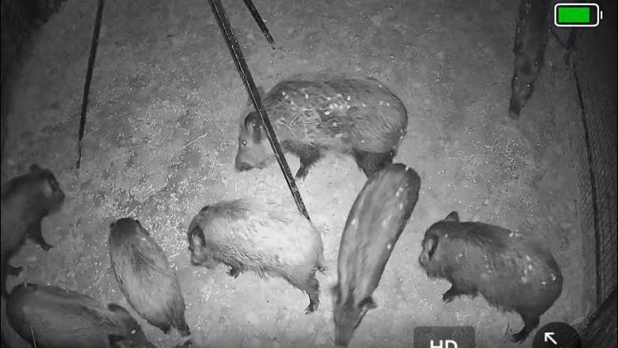 Capturan 36 jabalíes en una noche usando jaulas trampa en Xàtiva