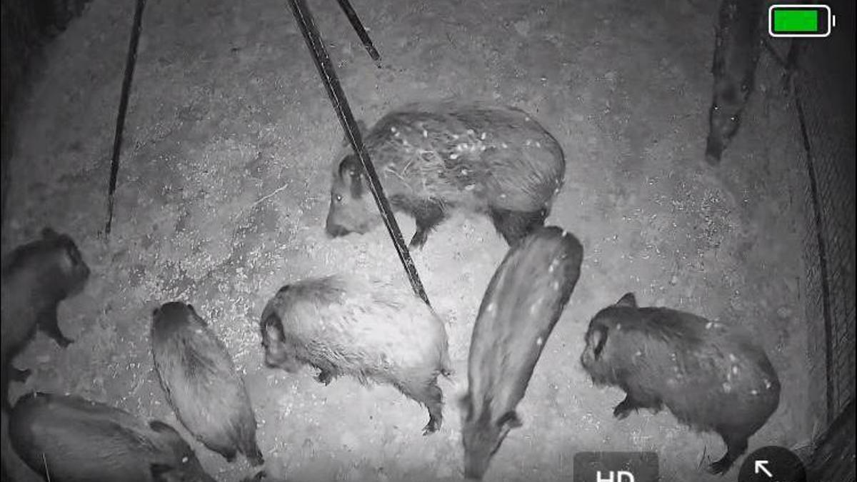 Capturan 36 jabalíes en una noche usando jaulas trampa en Xàtiva