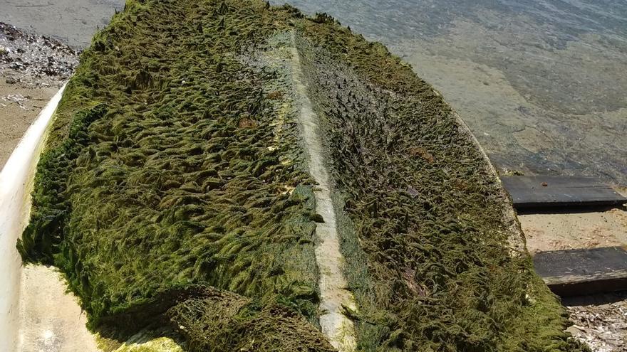 Un alga del golfo de México invade buena parte del fondo de s’Estany