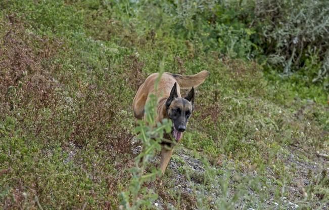 Reportaje a la Unidad Canina de la Policia ...