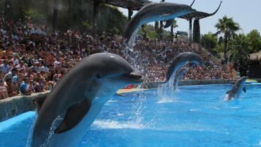 El espectáculo de los delfines de Mundomar.