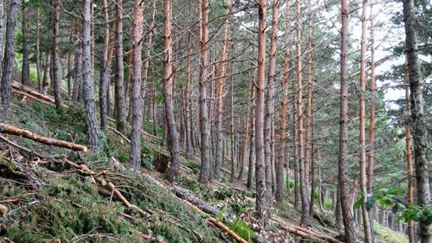 El clúster de la biomassa de Catalunya aposta per captar el mercat industrial