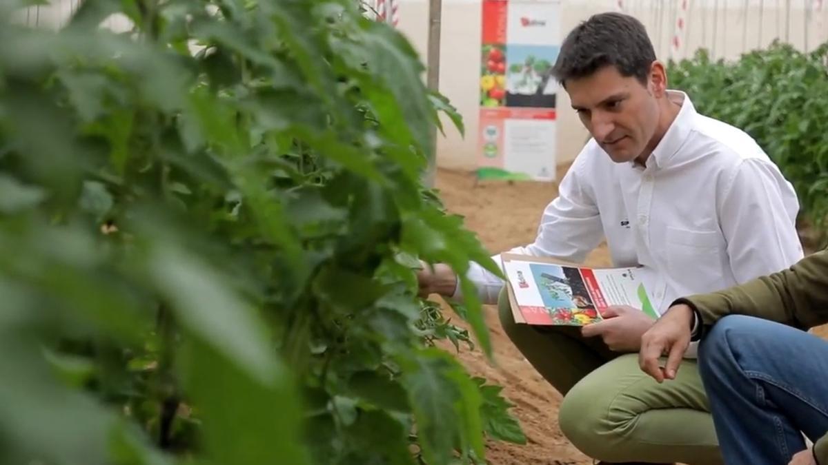 Daniel Mulas, Product Manager de SIPCAM Iberia, revisando un cultivo de pimientos tratados con Azadiractin.