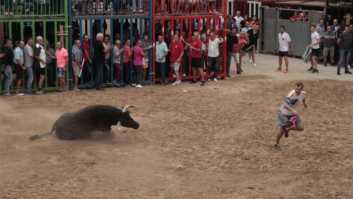 Aconsejan hacer un seguimiento de los toros para evitar casos como el de Nules