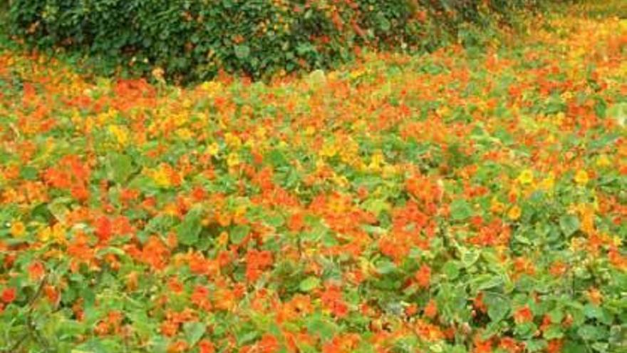 Estallido de color en el jardín