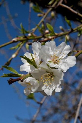 Mandelblüte ist nicht gleich Mandelblüte