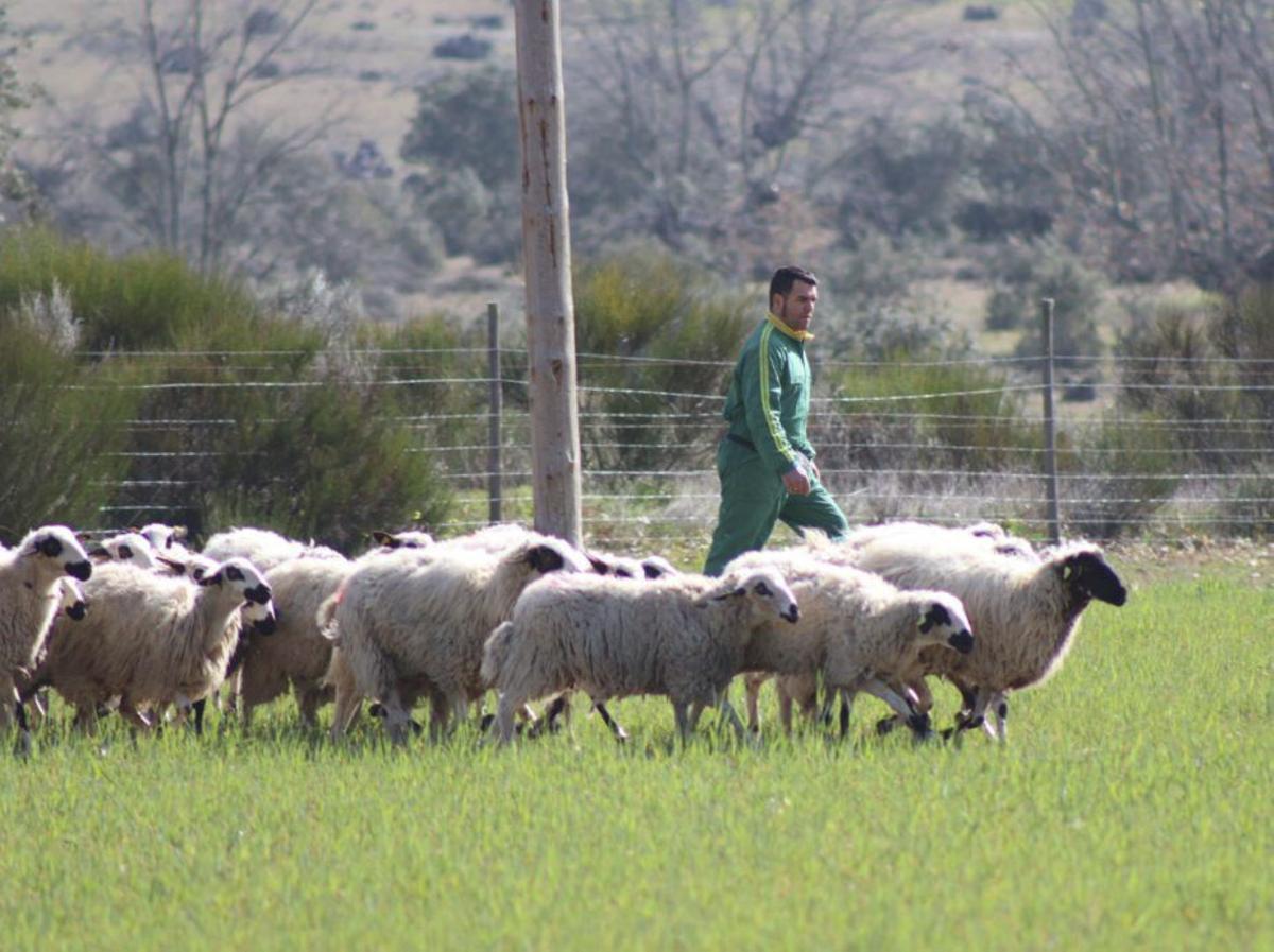 Burro pastor, ahuyentador
