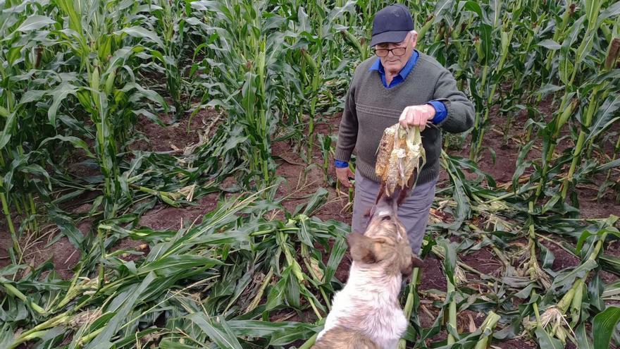 Benigno García, agricultor de la parroquia nicrariense de Xallas, muestra algunas mazorcas devoradas / ECG