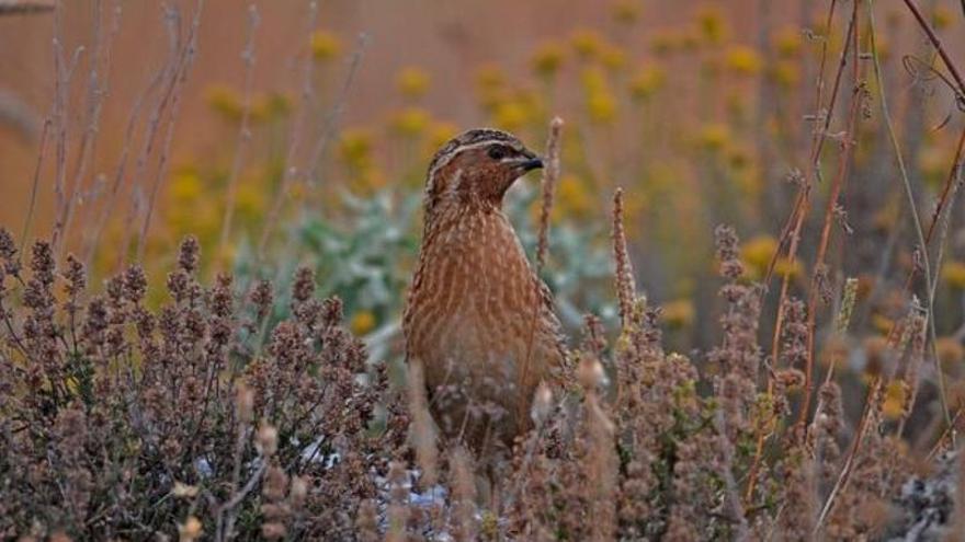 Los cazadores anuncian nuevas movilizaciones ante la declaración de la codorniz como especie en peligro de extinción