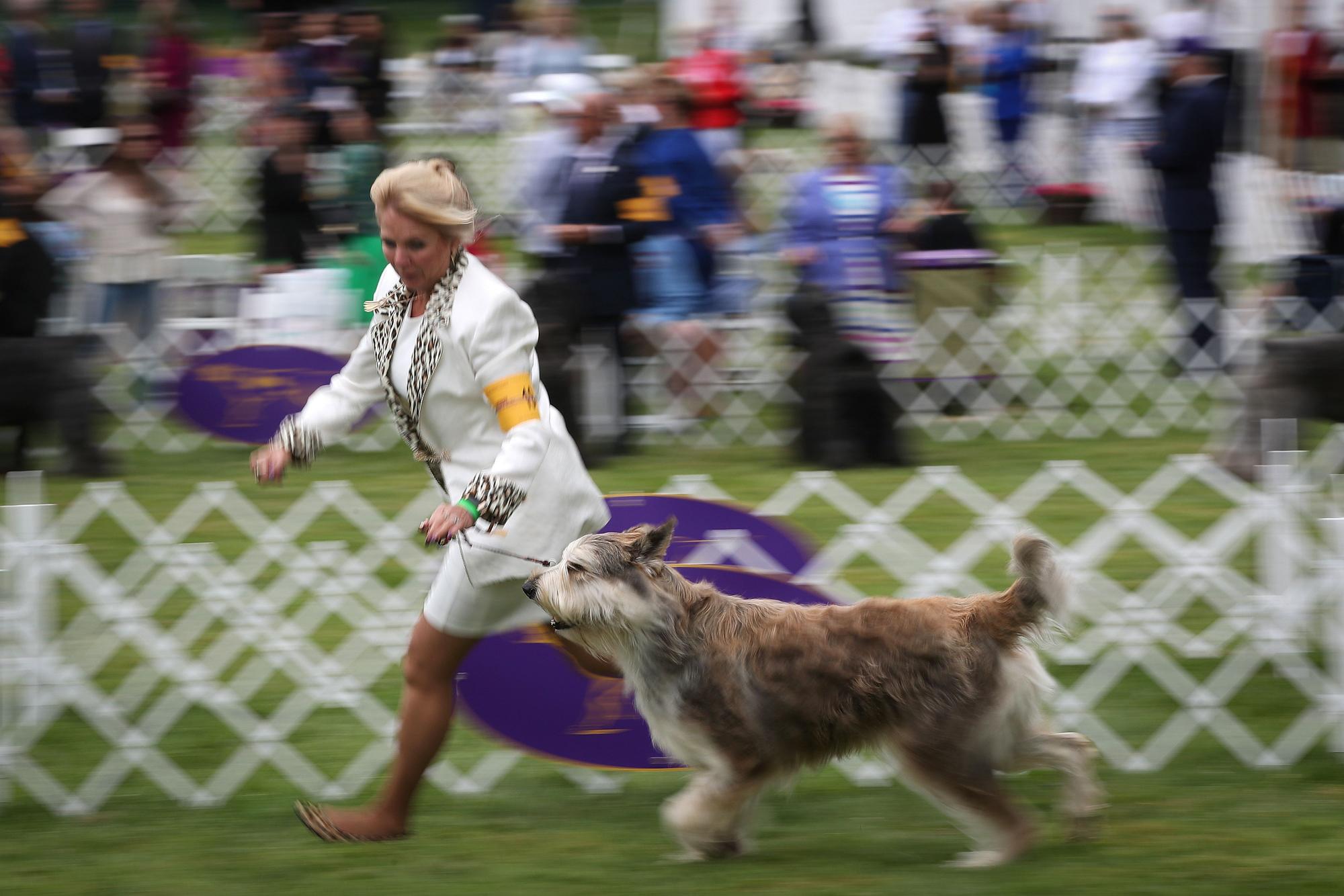 145è Westminster Kennel Club Dog Show