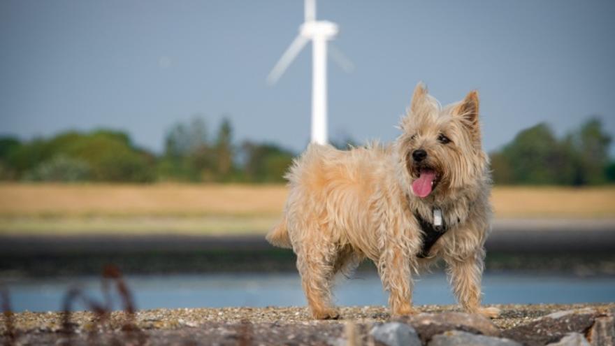 Cairn Terrier: una de las razas de perros &quot;mini&quot; que no crecen mucho