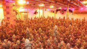 Una plantación de marihuana en el Maresme. Foto de archivo