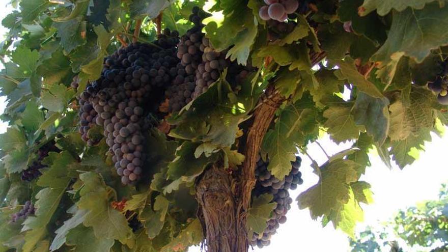 Trabajo de Aragón y Francia permite elaborar 121 vinos con viñas en peligro