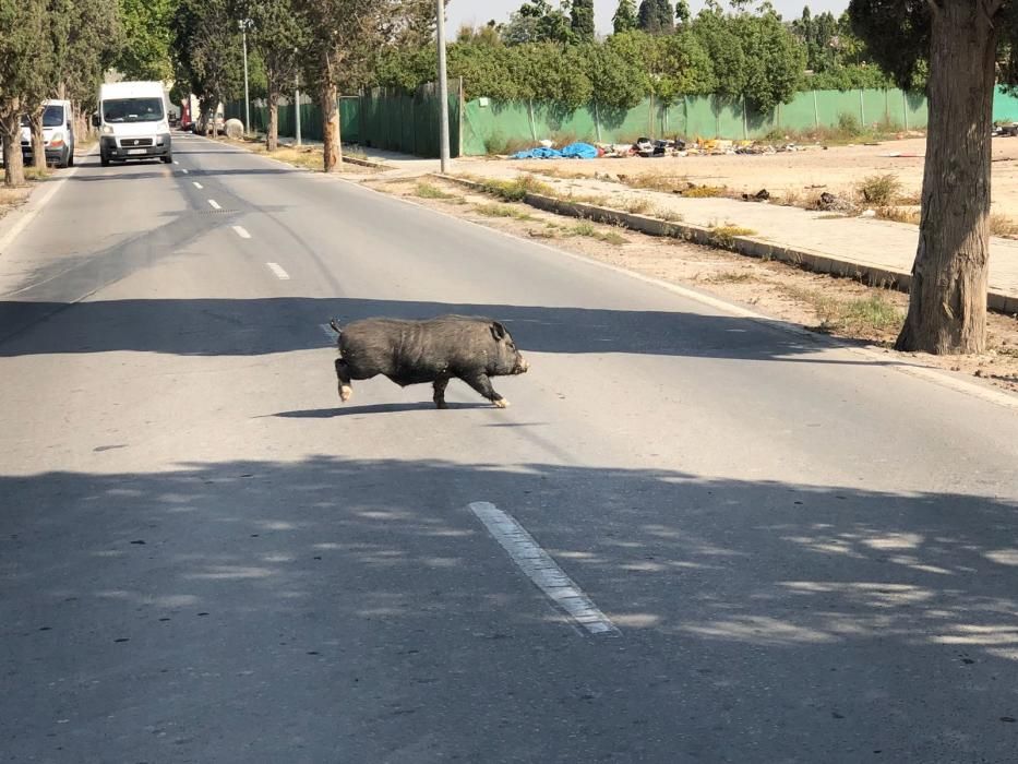 Cerdos vietnamitas por el Cementerio