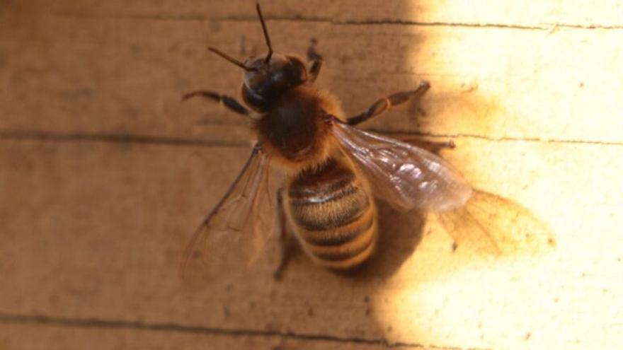 Una feromona de alarma regula el ataque de las abejas