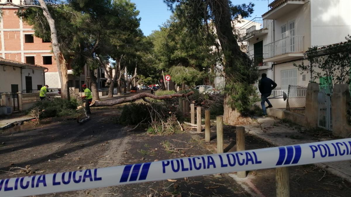 Los estragos de 'Hortense' en Mallorca