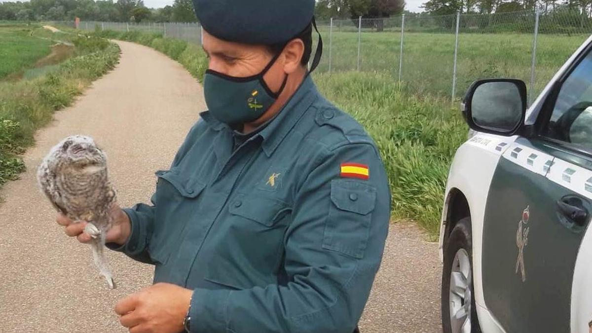 Un agente del Seprona con la cría de cárabo recuperada