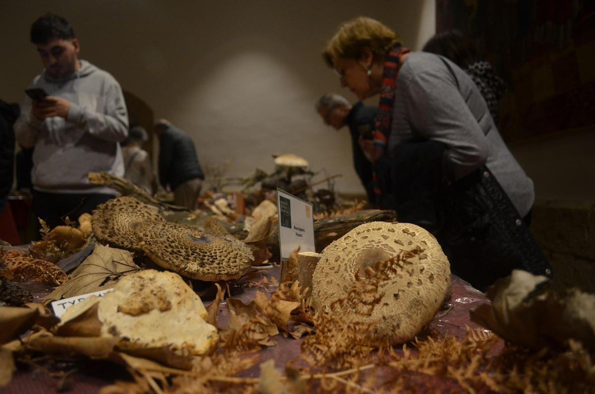 La Exposición Micológica de Benavente, en imágenes