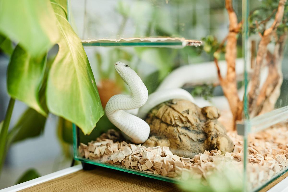 Serpiente en un terrario.