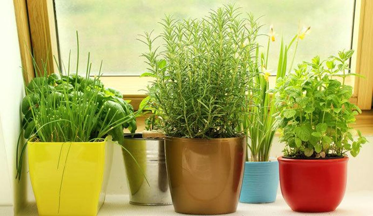 Ideas para decorar con plantas