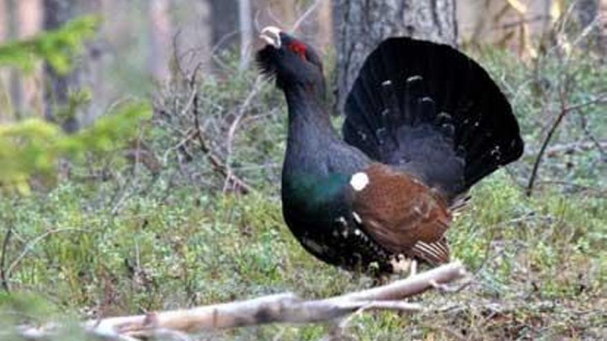 Un urogallo pasea por un bosque del Principado de Asturias.