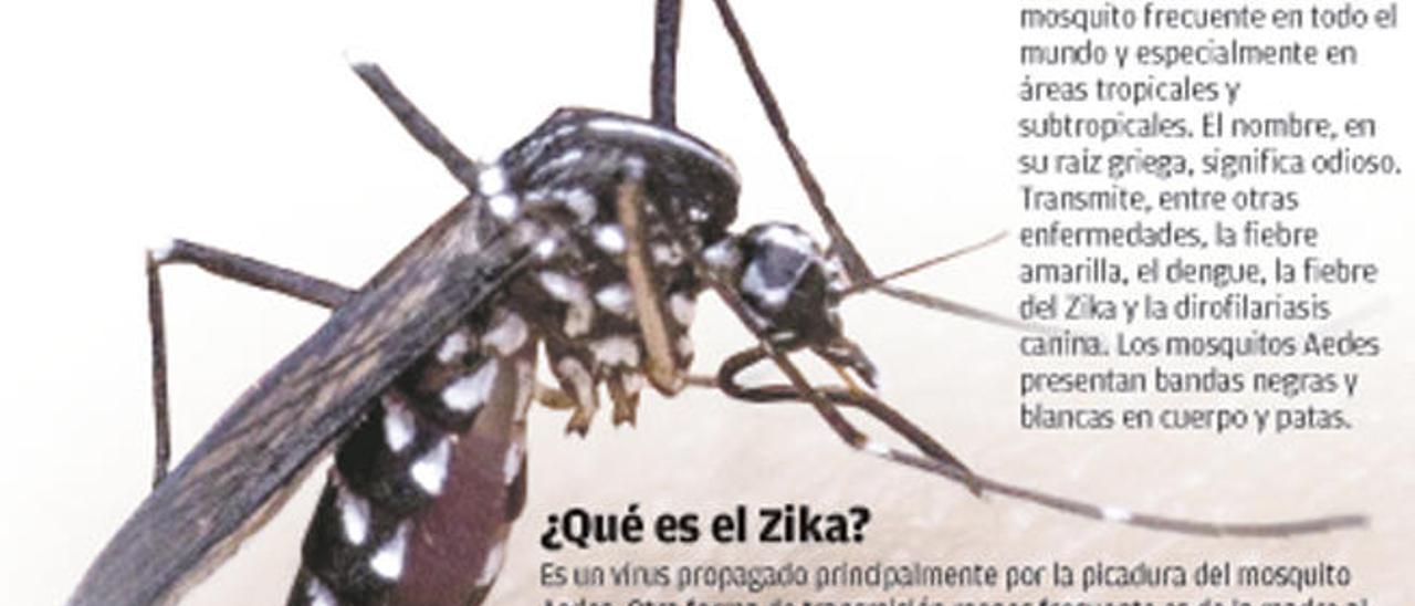 Zika, el virus benigno que asusta al mundo