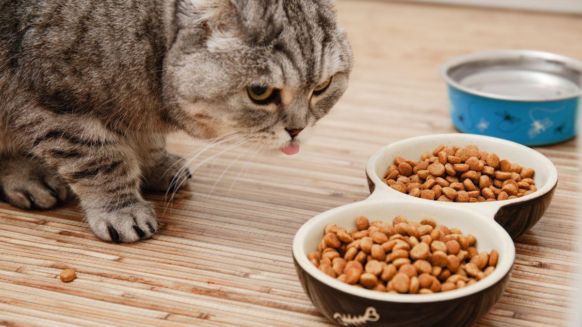 Juanjo, veterinario: “Nunca dejes a tu gato más de 24 horas sin comer”