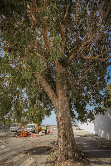 Torrevieja intenta paralizar la tala de sus árboles centenarios en el cementerio