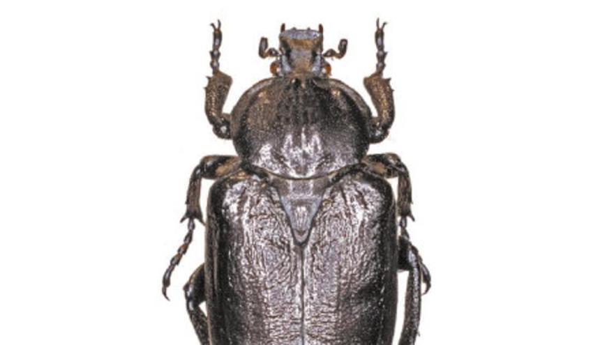 Un estudi confirma la presència de l’escarabat ermità al Paratge Natural de l’Albera