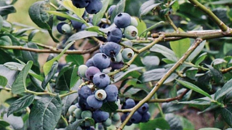 Producción en Santo Tomé de Ancorados.