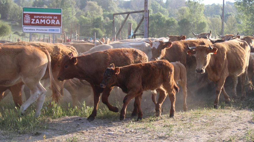 Los ganados de la trashumancia primaveral cruzan el cordel sanabrés