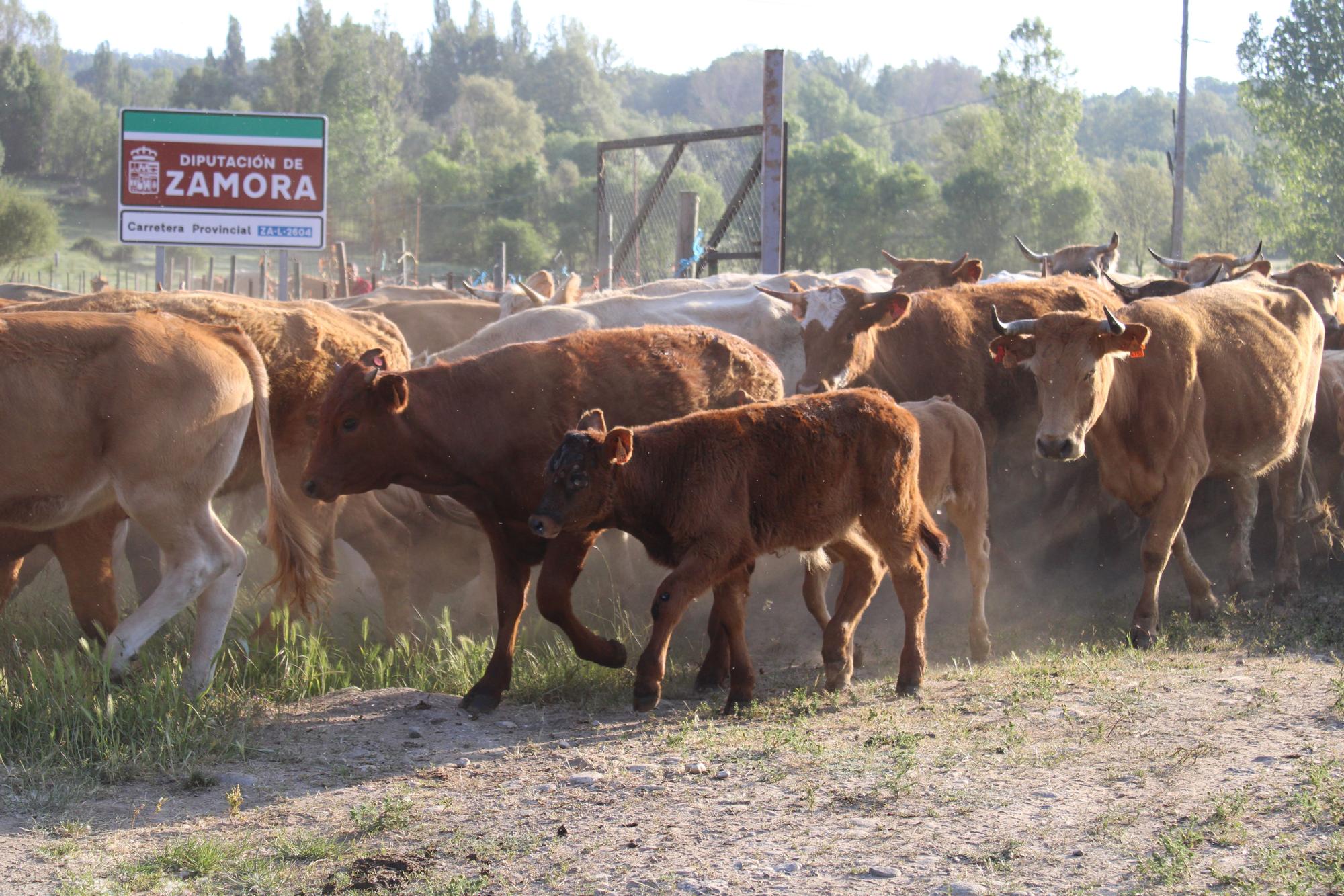 GALERÍA | Las vacas trashumantes mantienen vivo el Cordel Sanabrés