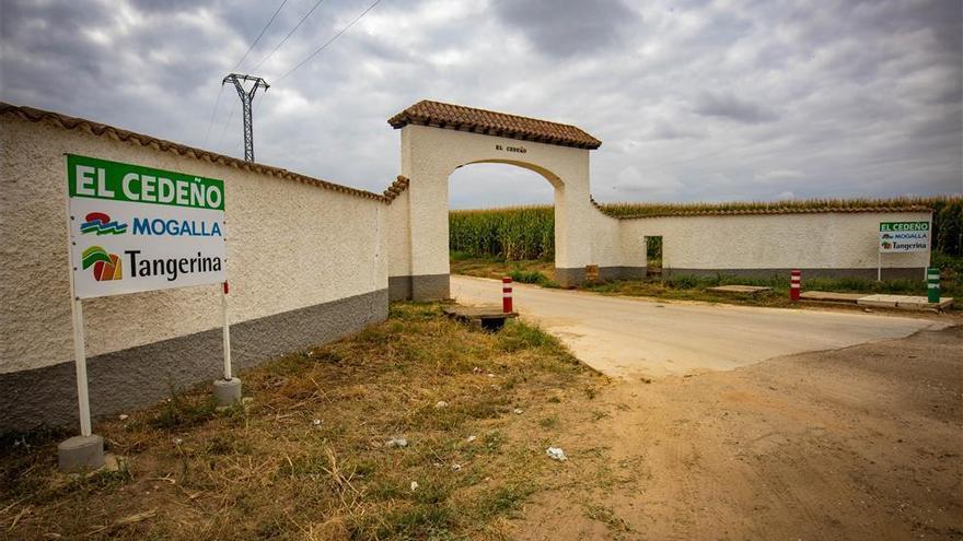 Fallece un trabajador atropellado por un tractor en la finca El Cedeño