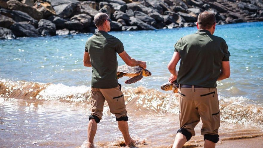 Tracking Turtles: From La Tahonilla to the Atlantic with GPS Technology