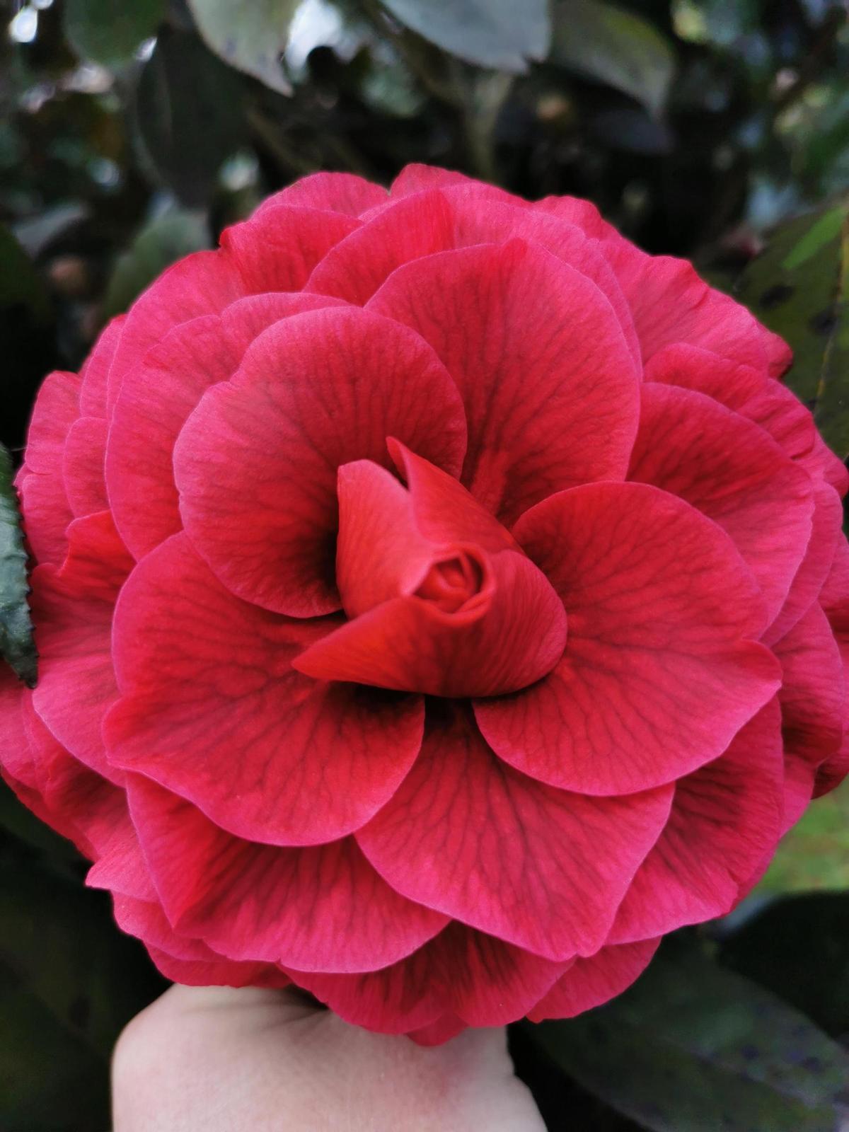 La camelia japónica Red Leaf Bella