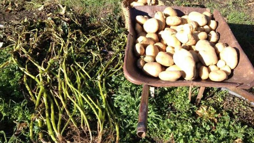 Patatas cosechadas en una pequeña explotación de la provincia de Zamora.