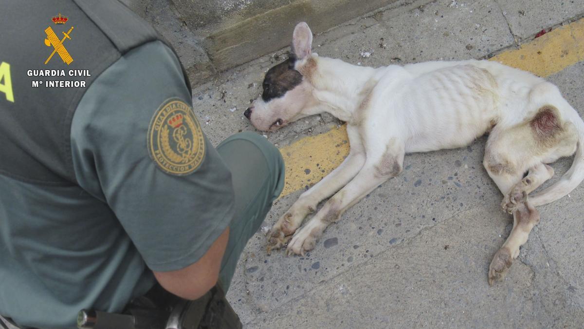 El perro fue encontrado tirado en una calle del casco histórico de Fraga