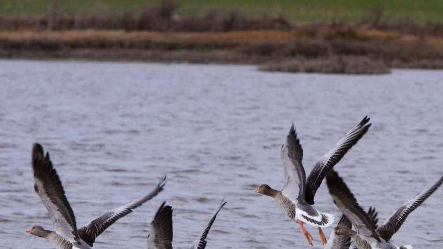 Un grupo de gansos levanta el vuelo en Villafáfila.