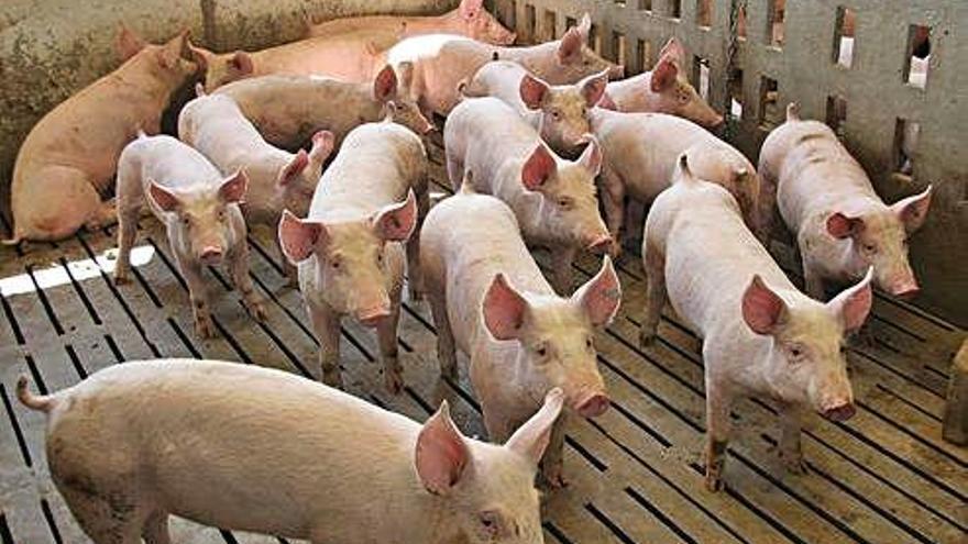 El nuevo plan de bienestar animal restará casi 200.000 cerdos a las granjas gallegas