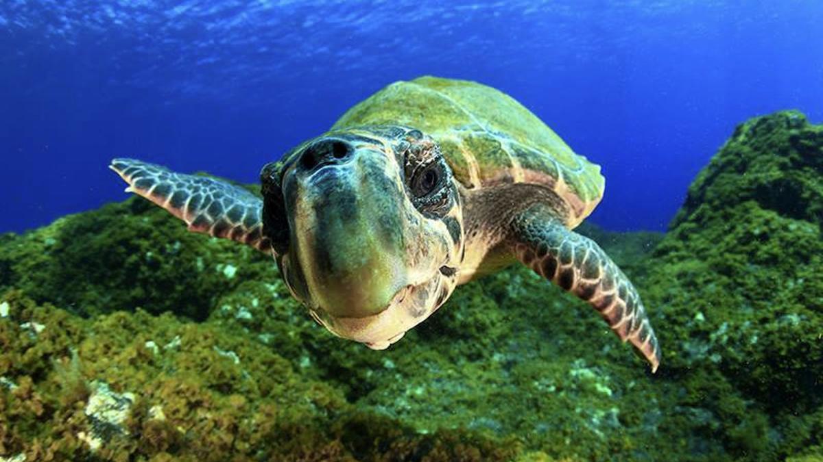 Una tortuga protegida, en imagen de archivo