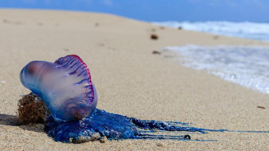 Una carabela en la costa pitiusa.