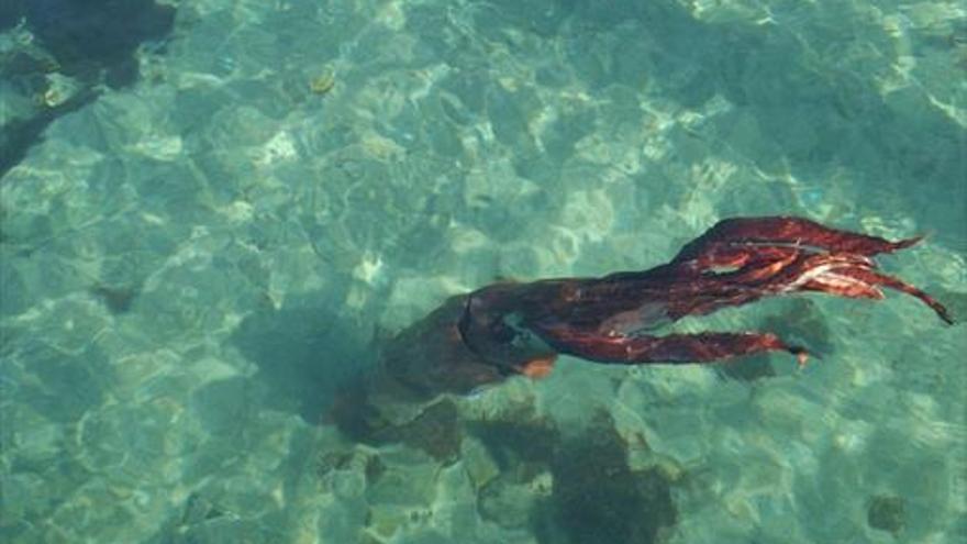 Calamar gigante fotografiado en la costa gallega