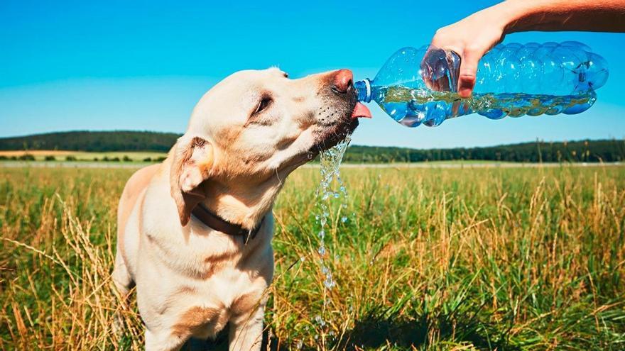 Ola de calor: estos son los consejos para cuidar a tus mascotas