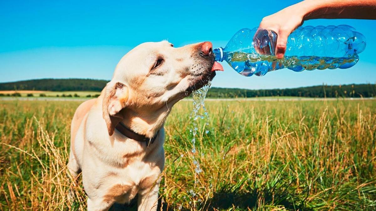 Ola de calor: estos son los consejos para cuidar a tus mascotas.